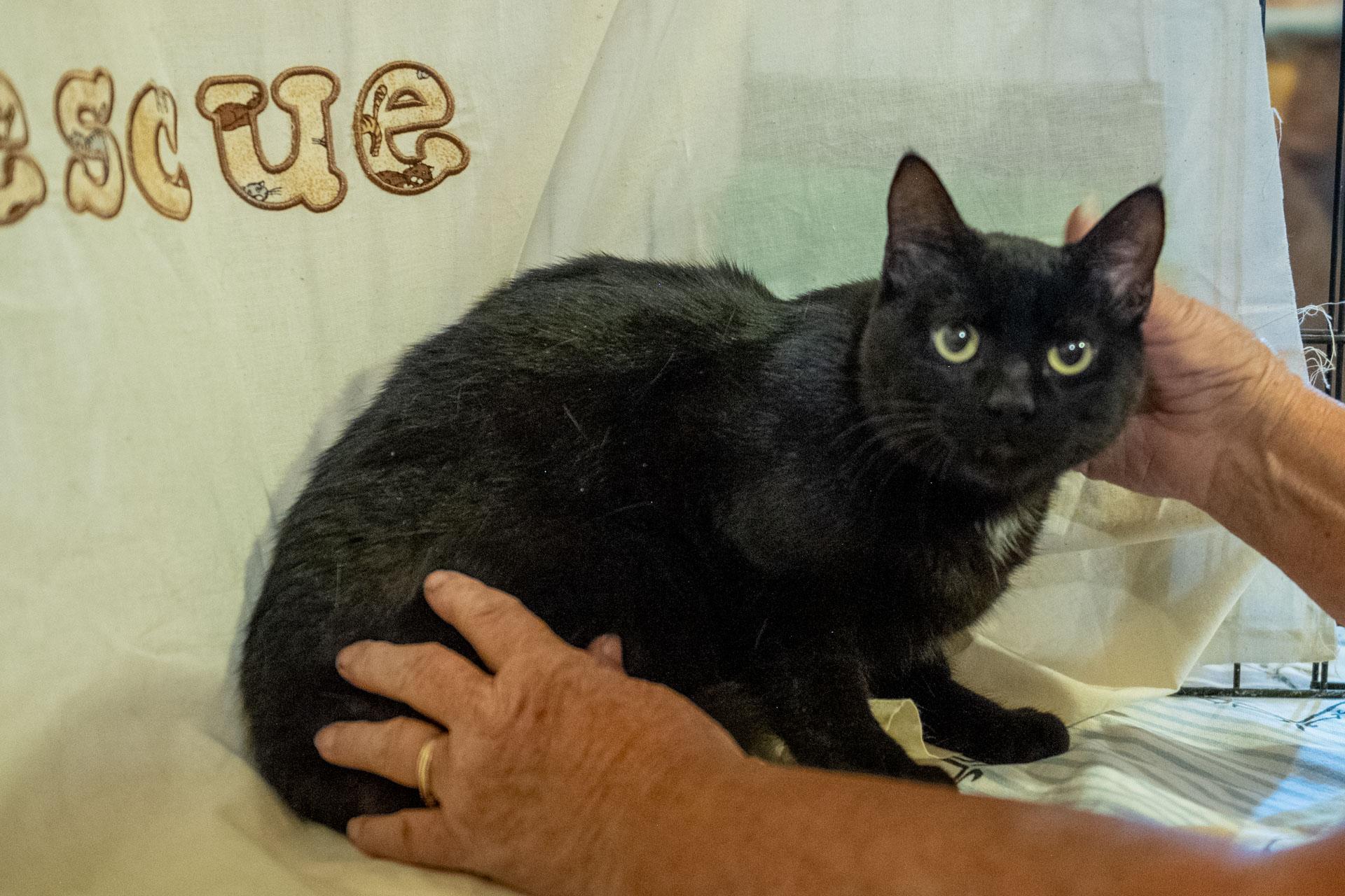 Marshall, Adoptable, Young Male Domestic Short Hair.