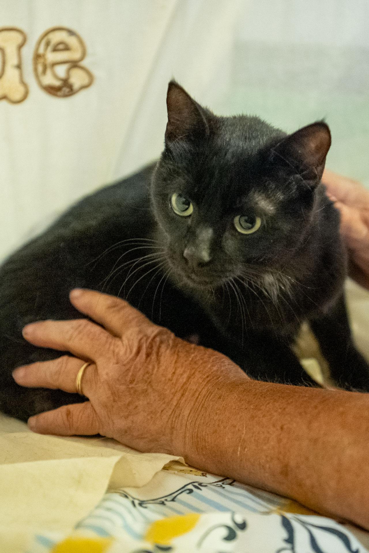 Enlarge Marshall, a Adoptable Domestic Short Hair in Cardwell, MT image 2/2