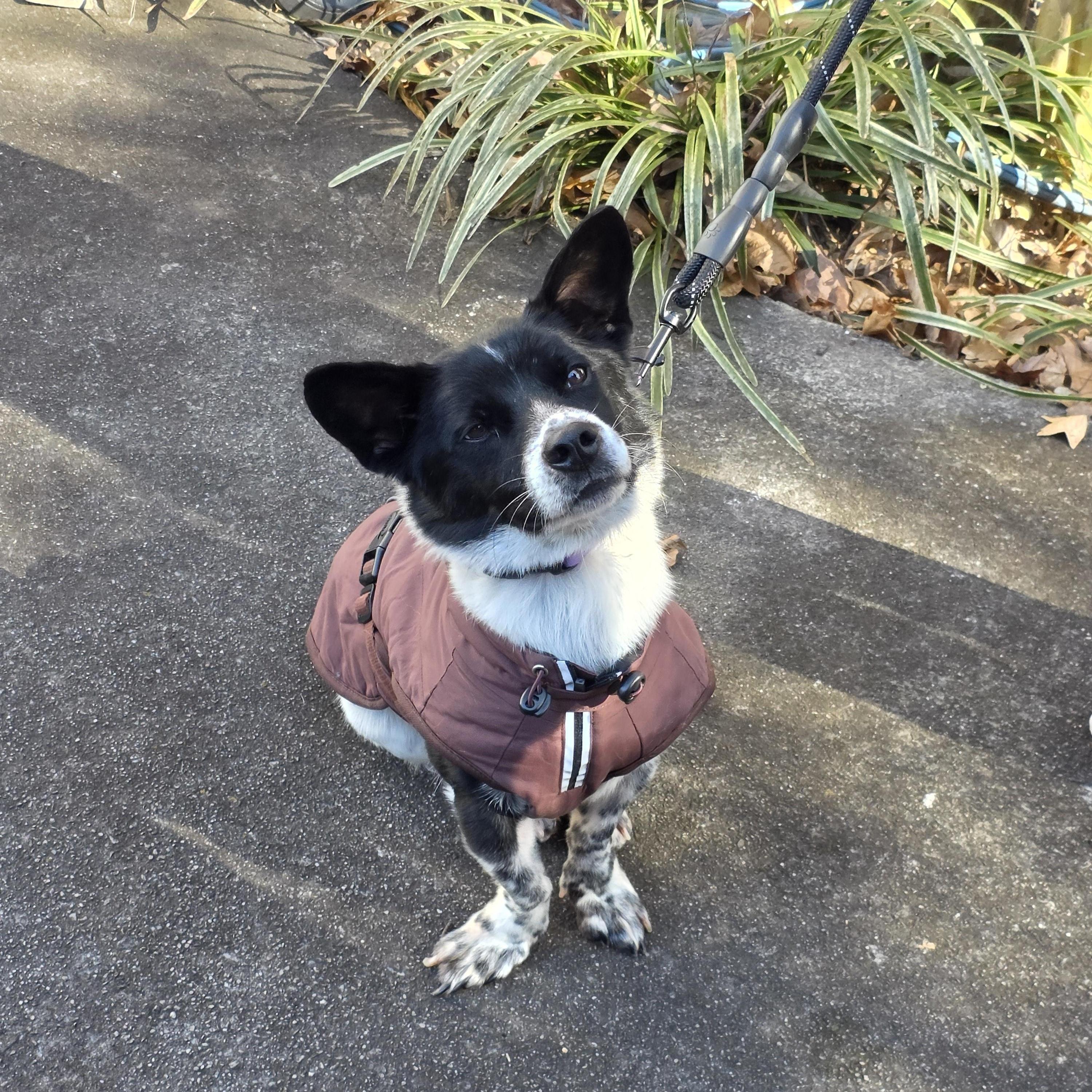 Enlarge DABIN, a ADOPTABLE mixed breed in Duluth, GA image 4/6