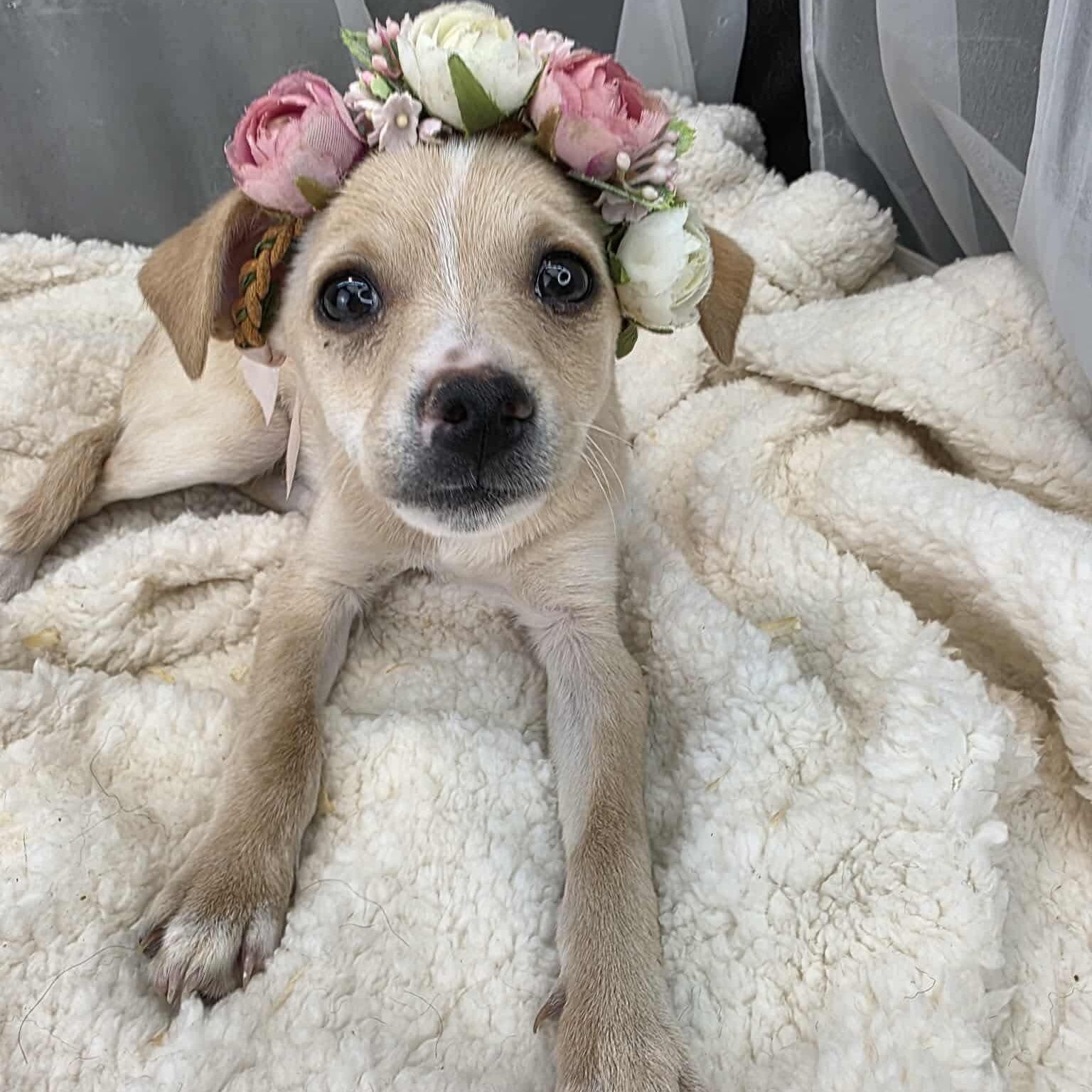 Enlarge Lovey, a Adoptable mixed breed in Albion, MI image 3/6