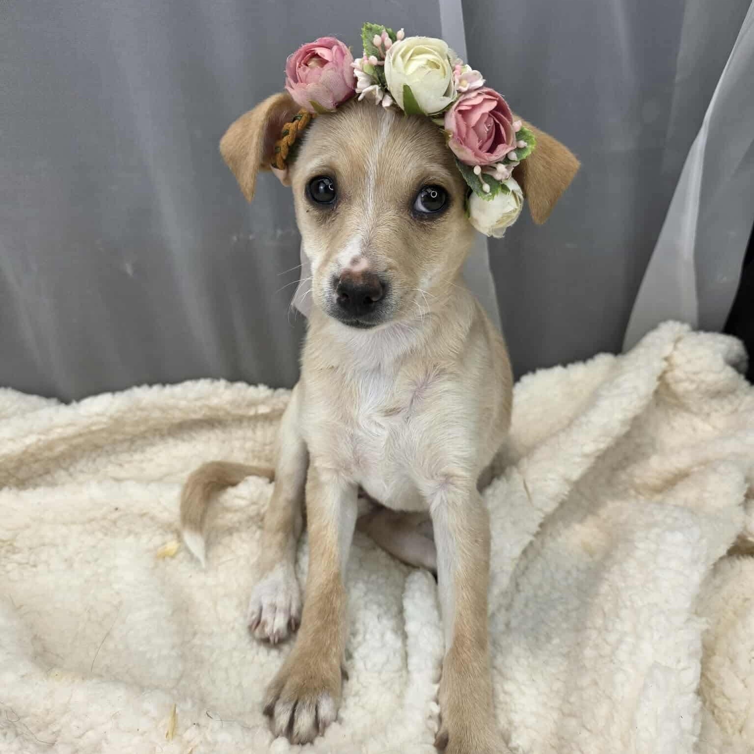 Enlarge Lovey, a Adoptable mixed breed in Albion, MI image 5/6