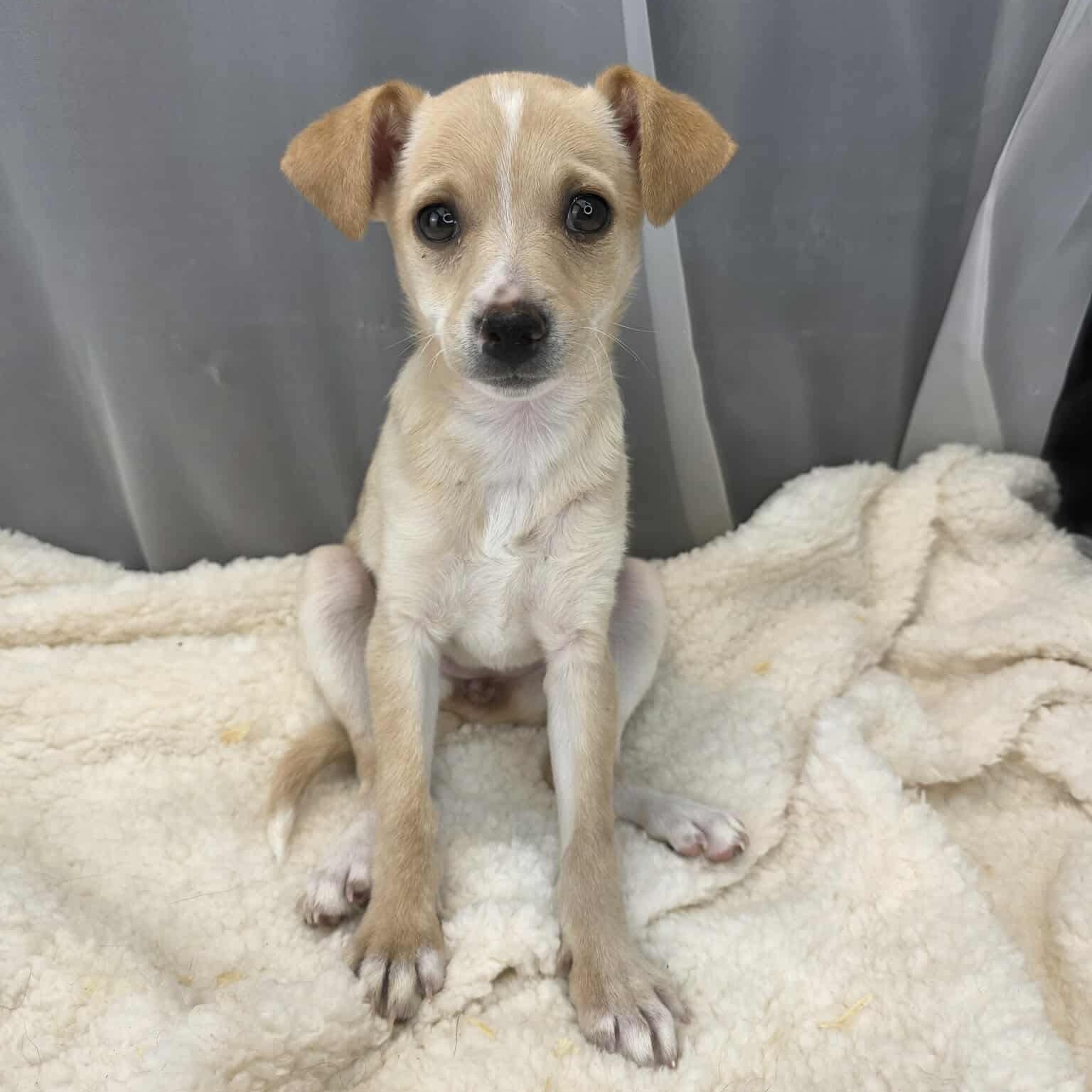 Enlarge Lovey, a Adoptable mixed breed in Albion, MI image 6/6