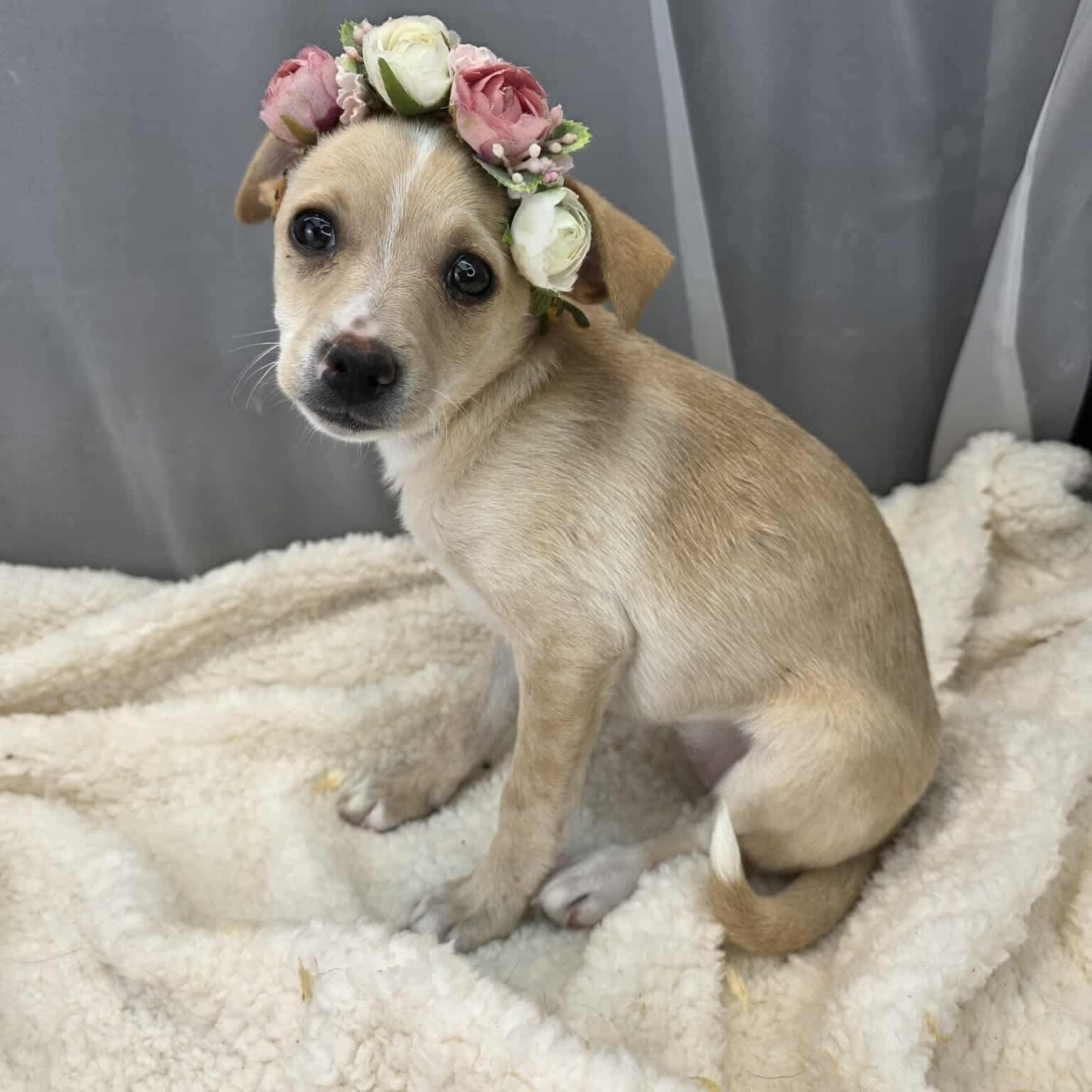 Enlarge Lovey, a Adoptable mixed breed in Albion, MI image 4/6