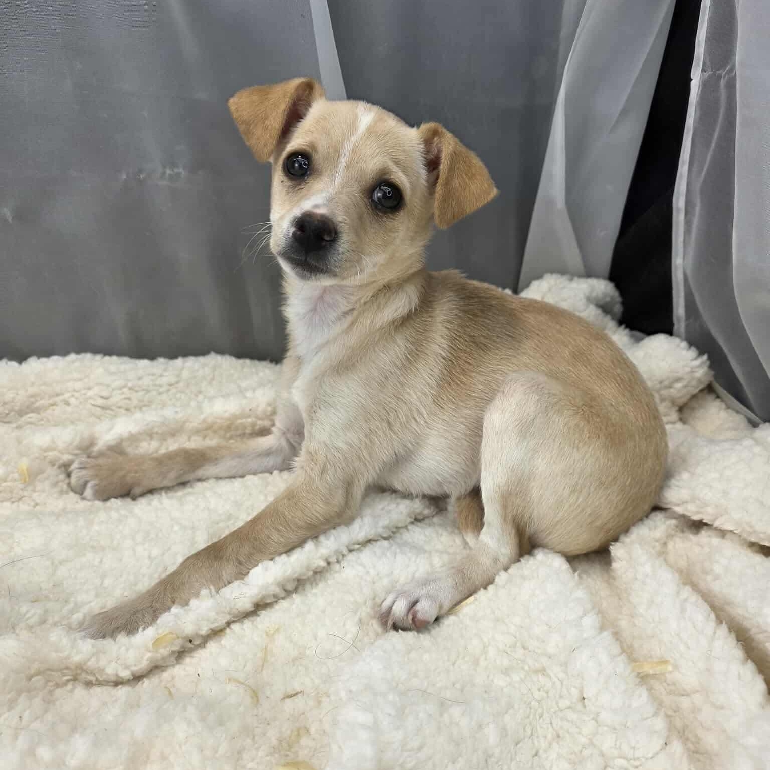 Enlarge Lovey, a Adoptable mixed breed in Albion, MI image 2/6