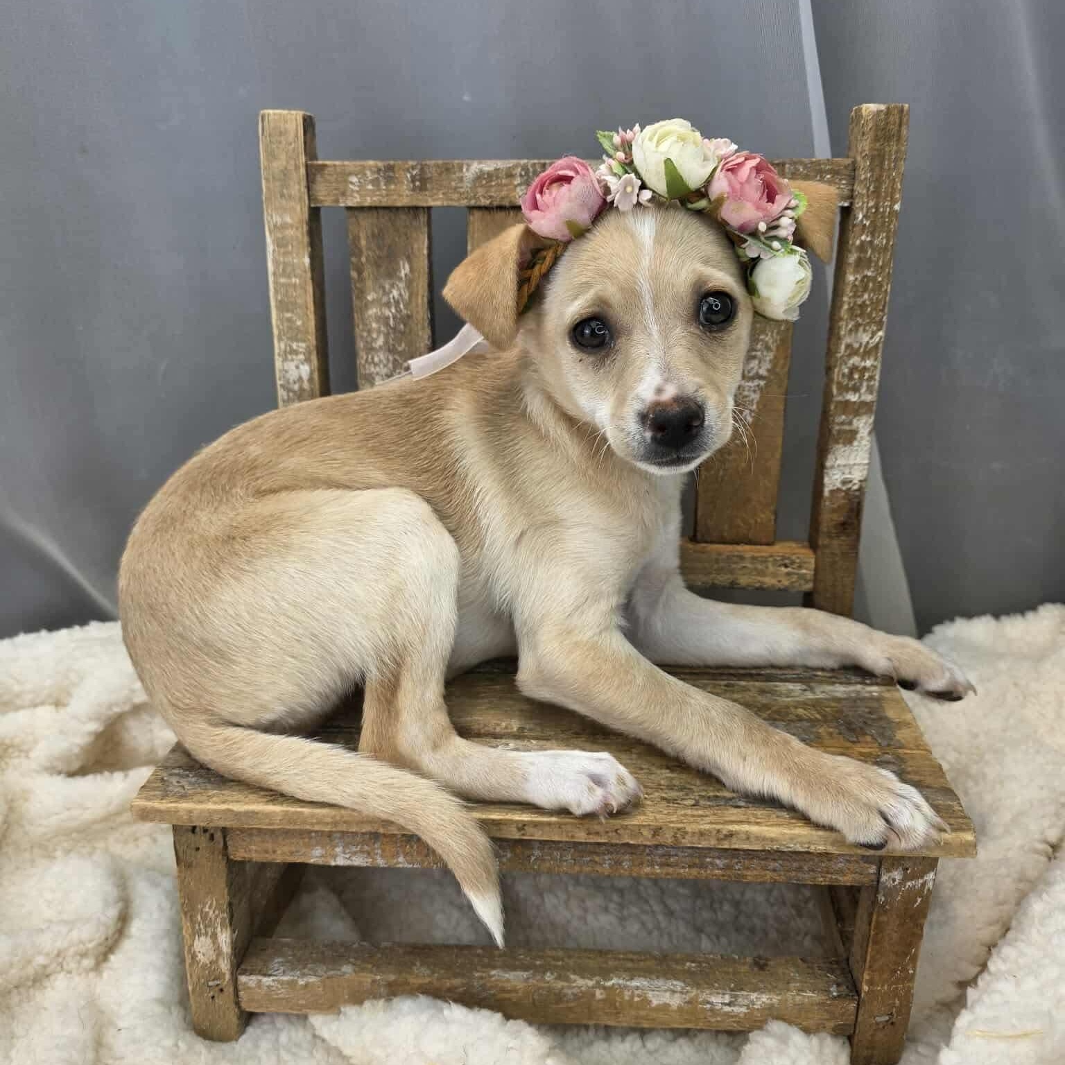 Enlarge Lovey, a Adoptable mixed breed in Albion, MI image 1/6