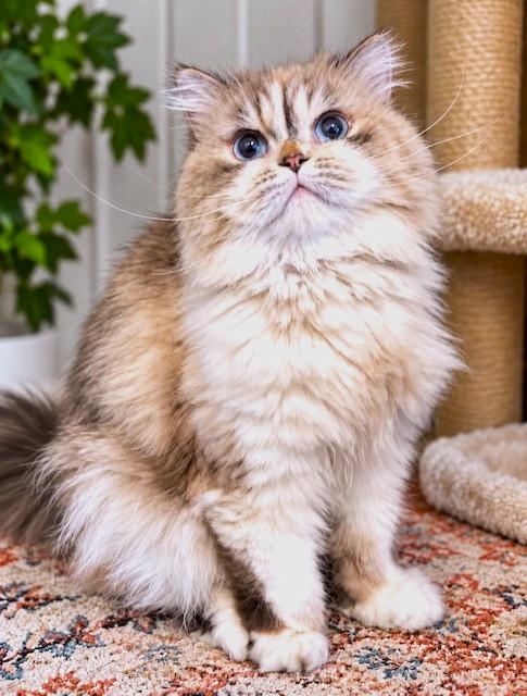 PERSIUS - PERSIAN VICTORIAN GENTLEMAN, a Adoptable Persian in Danbury, CT image 2/2