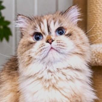 PERSIUS - PERSIAN VICTORIAN GENTLEMAN, a Adoptable Persian in Danbury, CT image 1/2