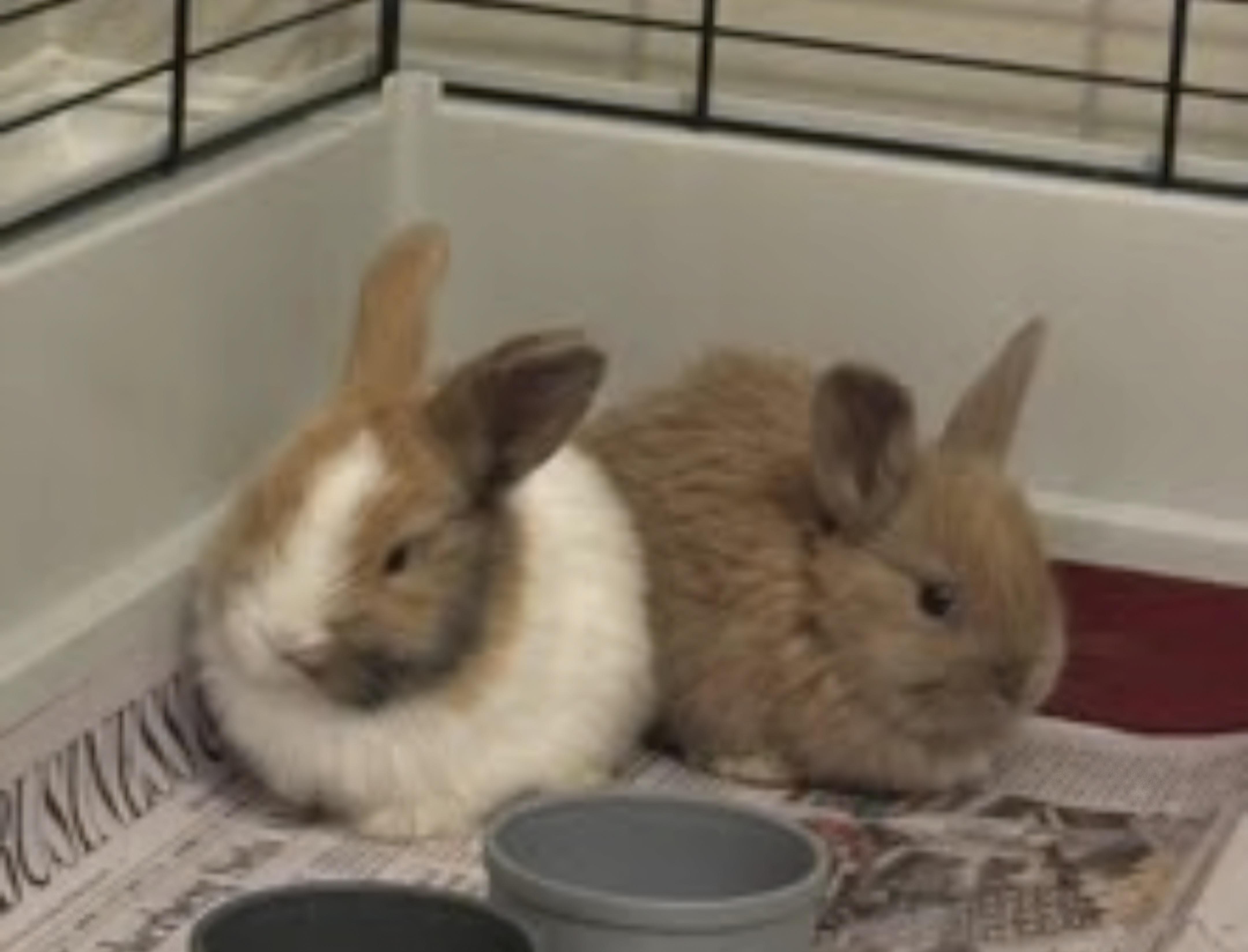 Cinna-bun, Adoptable, Baby Female American.