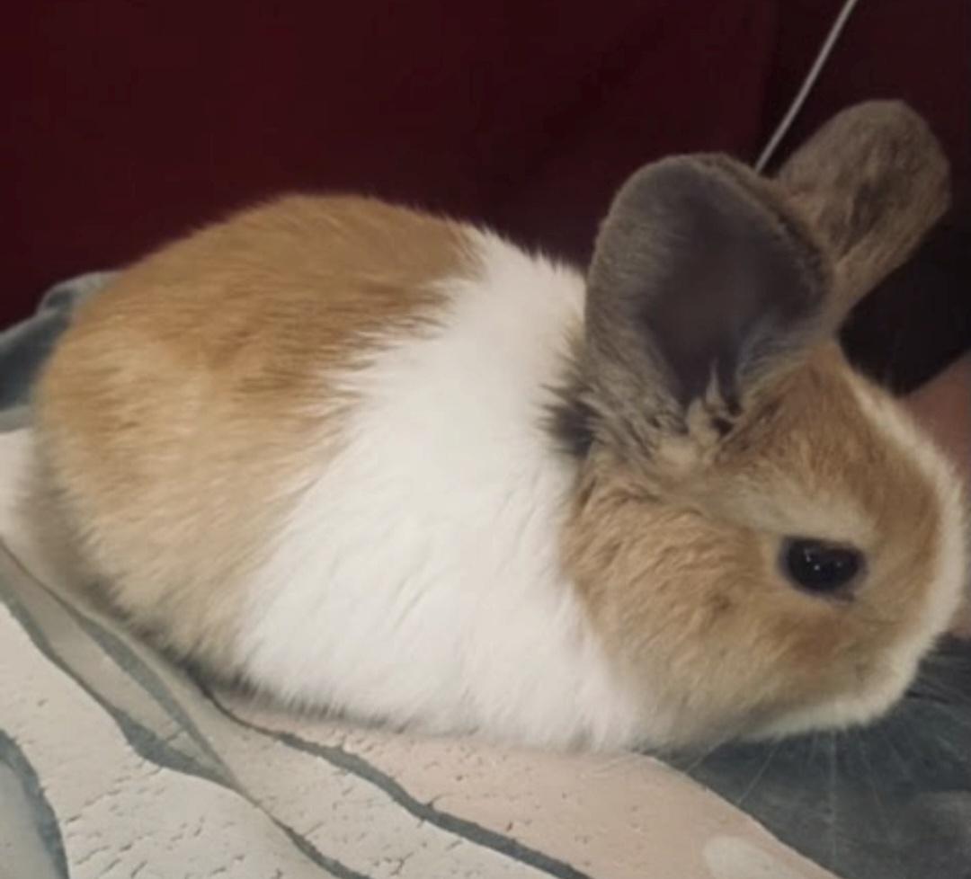 Enlarge Cinna-bun, a Adoptable mixed breed in Knoxville, TN image 2/4