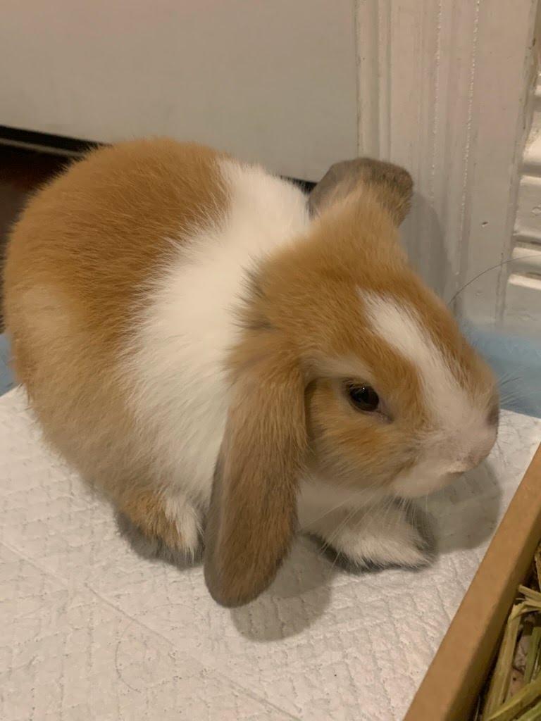 Enlarge Cinna-bun, a Adoptable mixed breed in Knoxville, TN image 3/4