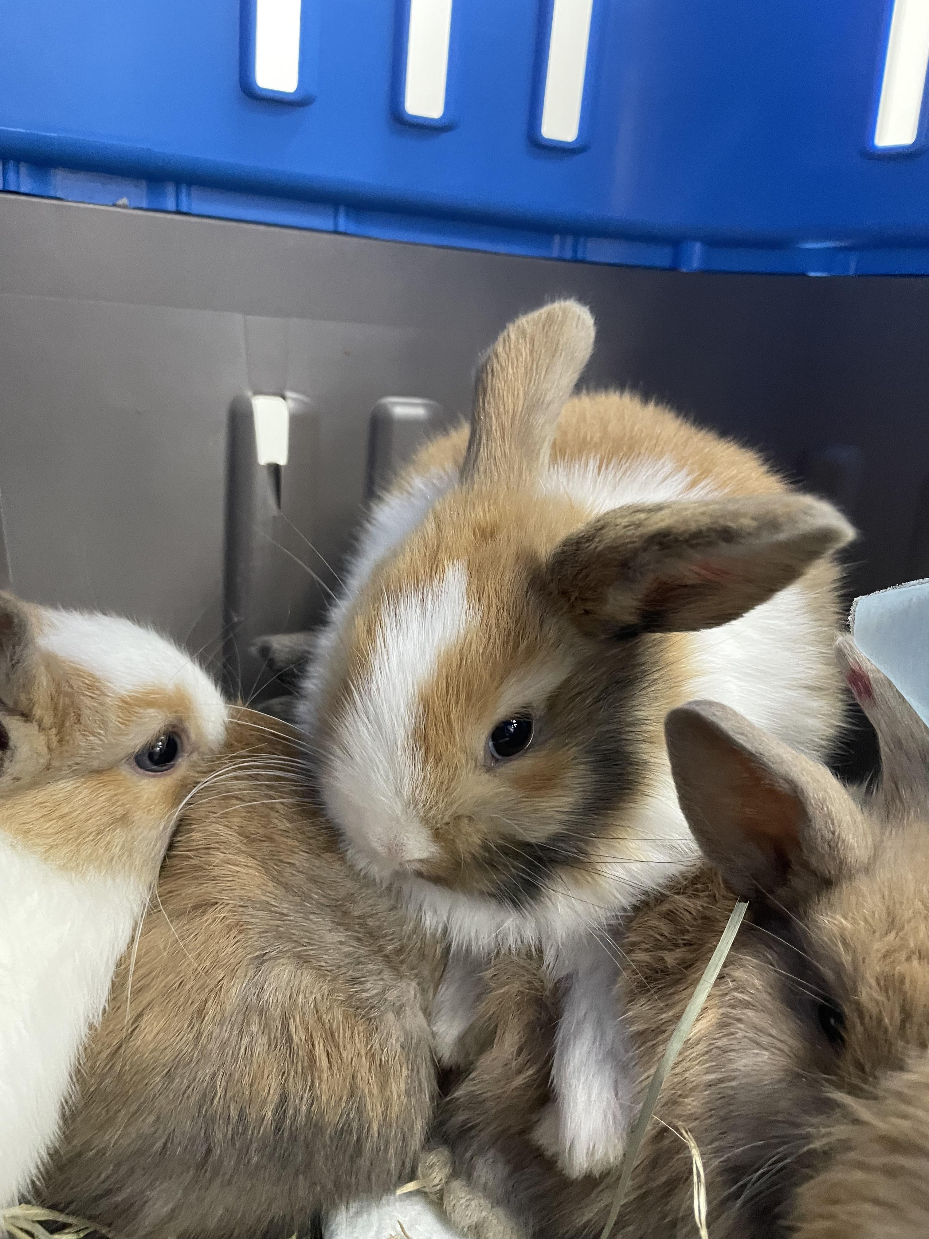 Enlarge Cinna-bun, a Adoptable mixed breed in Knoxville, TN image 4/4