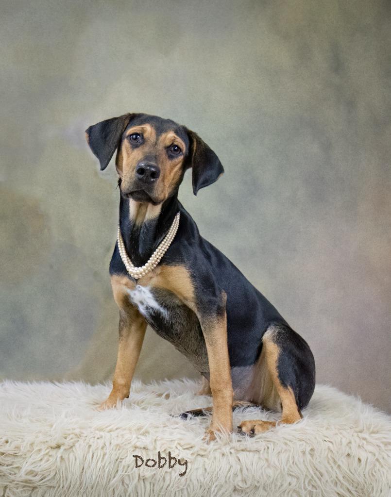 Dobby, Adoptable, Adult Female Coonhound & Beagle.