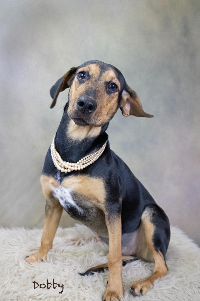 Enlarge Dobby, a Adoptable mixed breed in Hot Springs Village, AR image 2/3