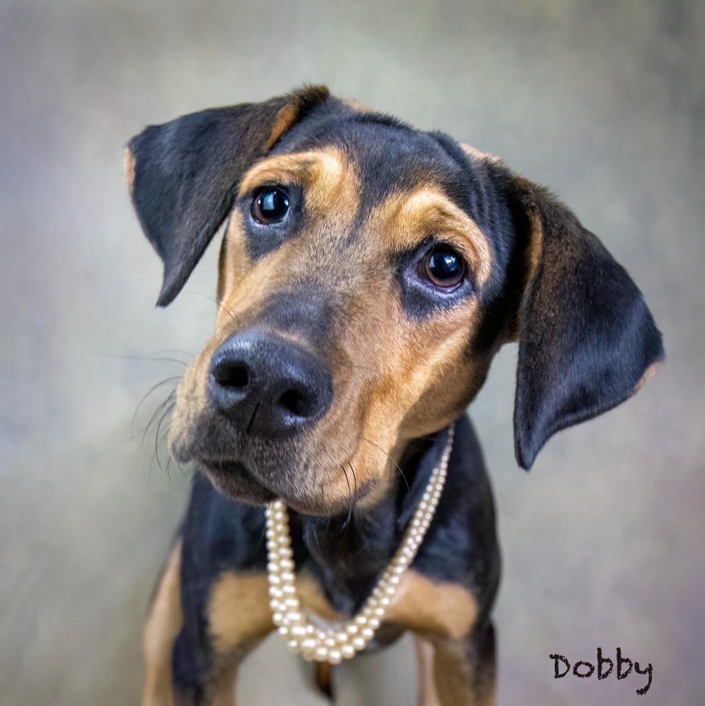 Enlarge Dobby, a Adoptable mixed breed in Hot Springs Village, AR image 3/3