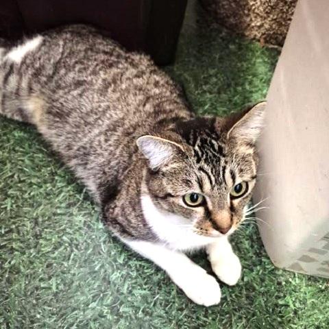 Enlarge Fudge, a ADOPTABLE Tabby in Salt Lake City, UT image 3/3