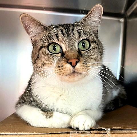 Enlarge Fudge, a ADOPTABLE Tabby in Salt Lake City, UT image 2/3