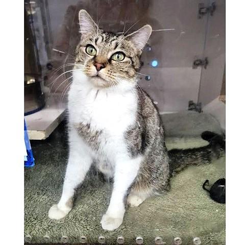 Enlarge Fudge, a ADOPTABLE Tabby in Salt Lake City, UT image 1/3