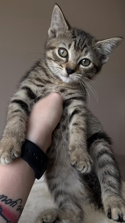 Enlarge 26-447 Cersie, a Adoptable mixed breed in Barnesville, GA image 1/2