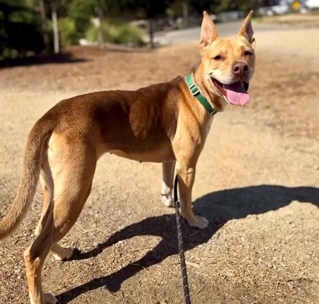 Enlarge DAHLIA, a Adoptable mixed breed in San Luis Obispo, CA image 1/1