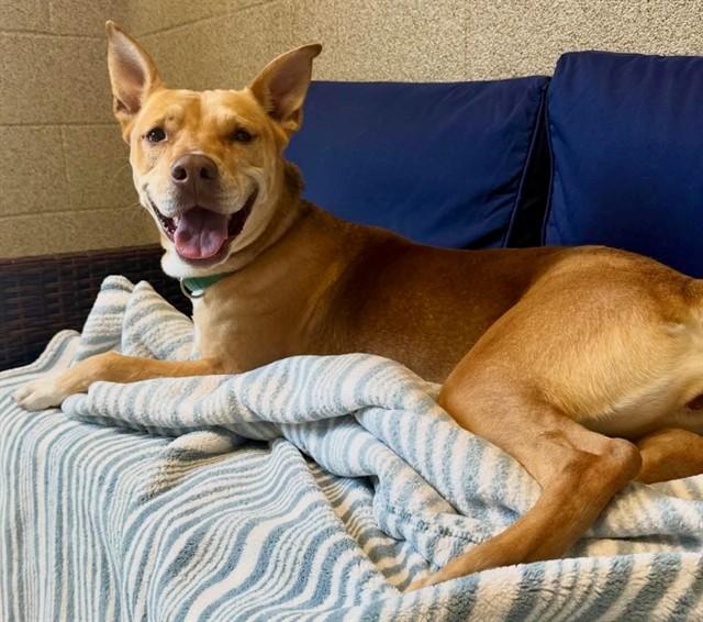 Enlarge DAHLIA, a Adoptable mixed breed in San Luis Obispo, CA image 1/1