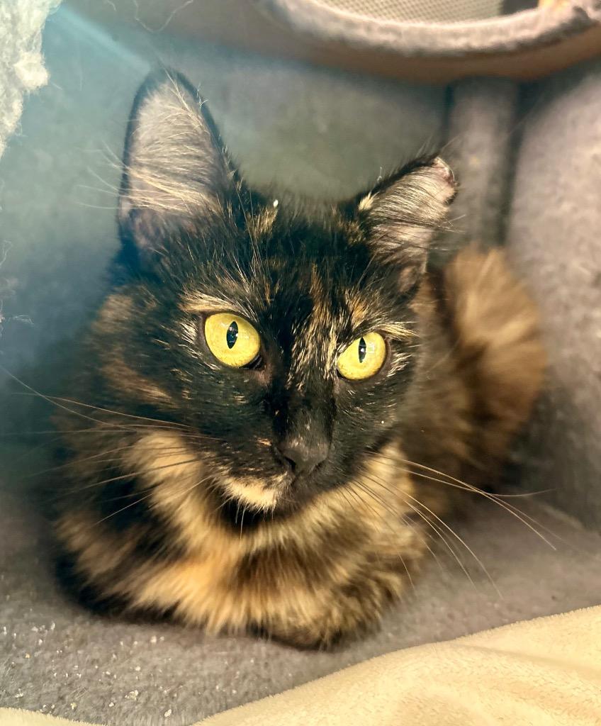 Enlarge Laurel, a Adoptable mixed breed in Orlando, FL image 1/4