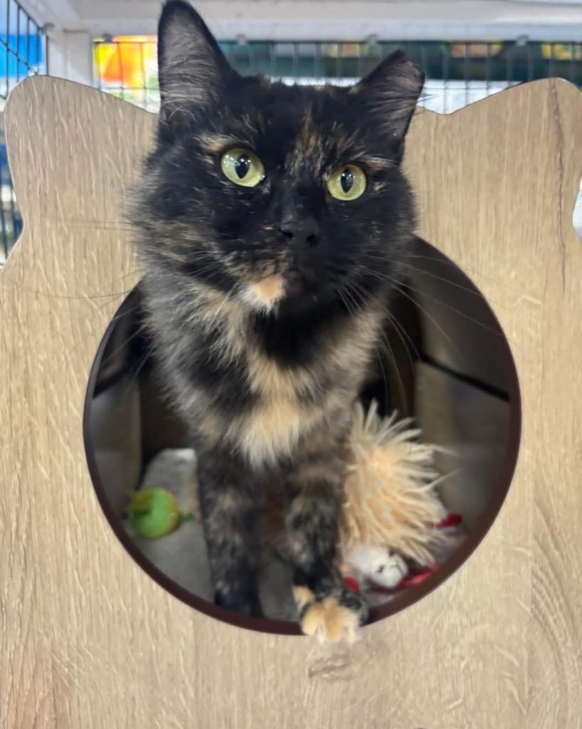 Enlarge Laurel, a Adoptable mixed breed in Orlando, FL image 2/4