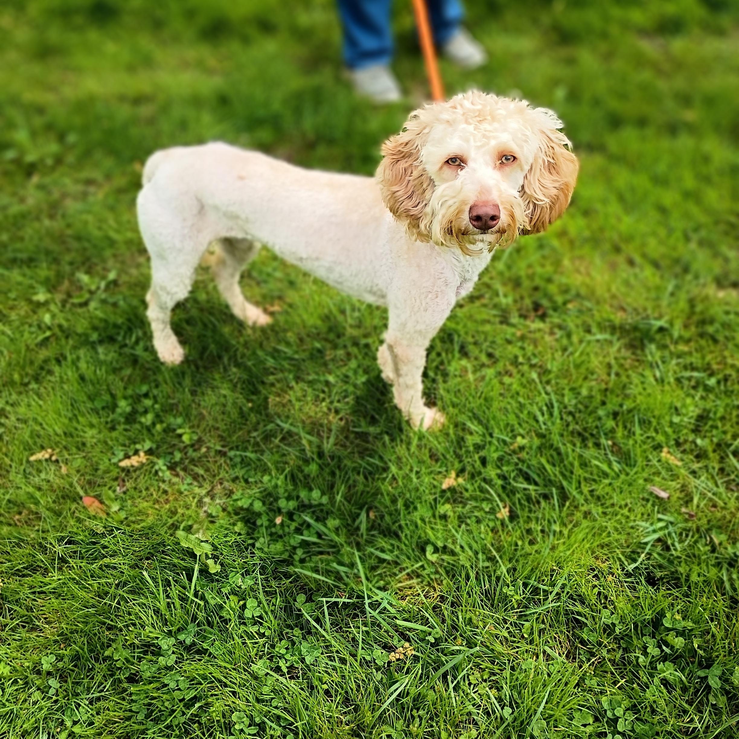 Enlarge Goldie, an adopted Poodle in Maynardville, TN image 2/2
