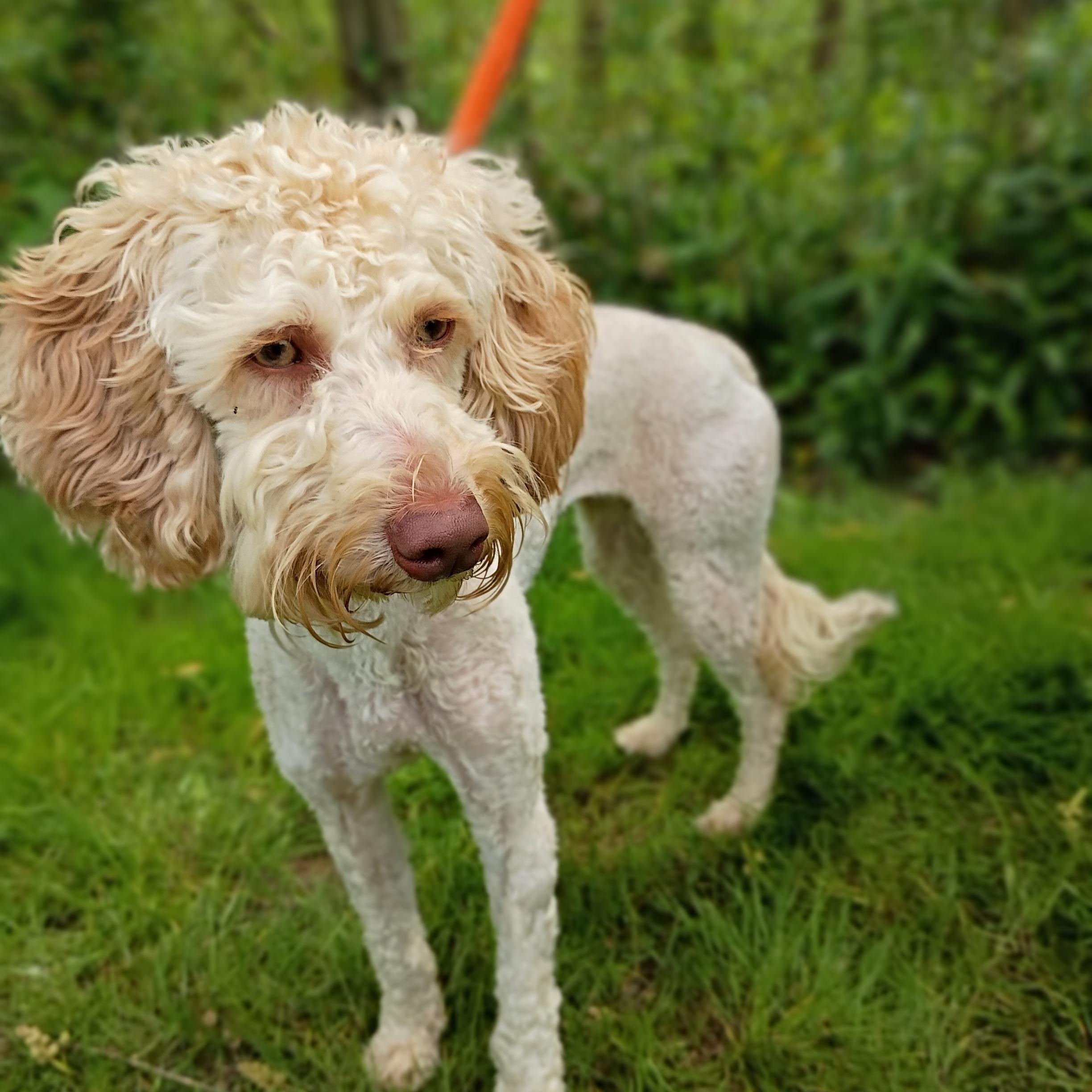 Goldie, adopted, Young Female Poodle.