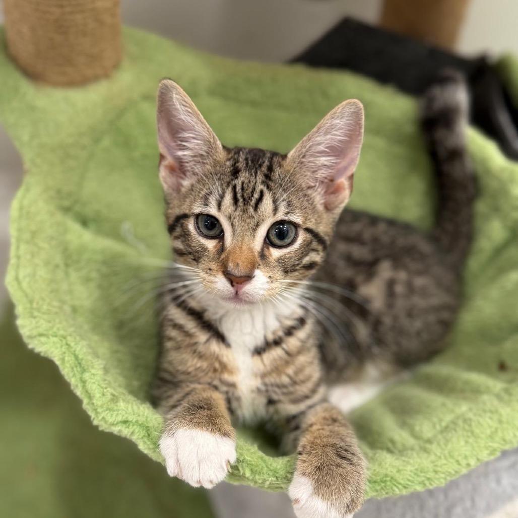 Scruffy, a Adoptable Domestic Short Hair in Miami, FL image 1/2