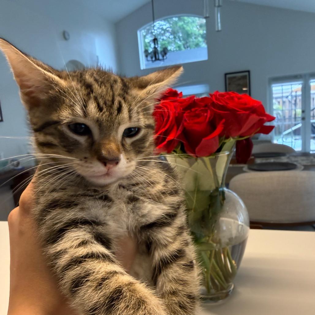 Scruffy, a Adoptable Domestic Short Hair in Miami, FL image 2/2