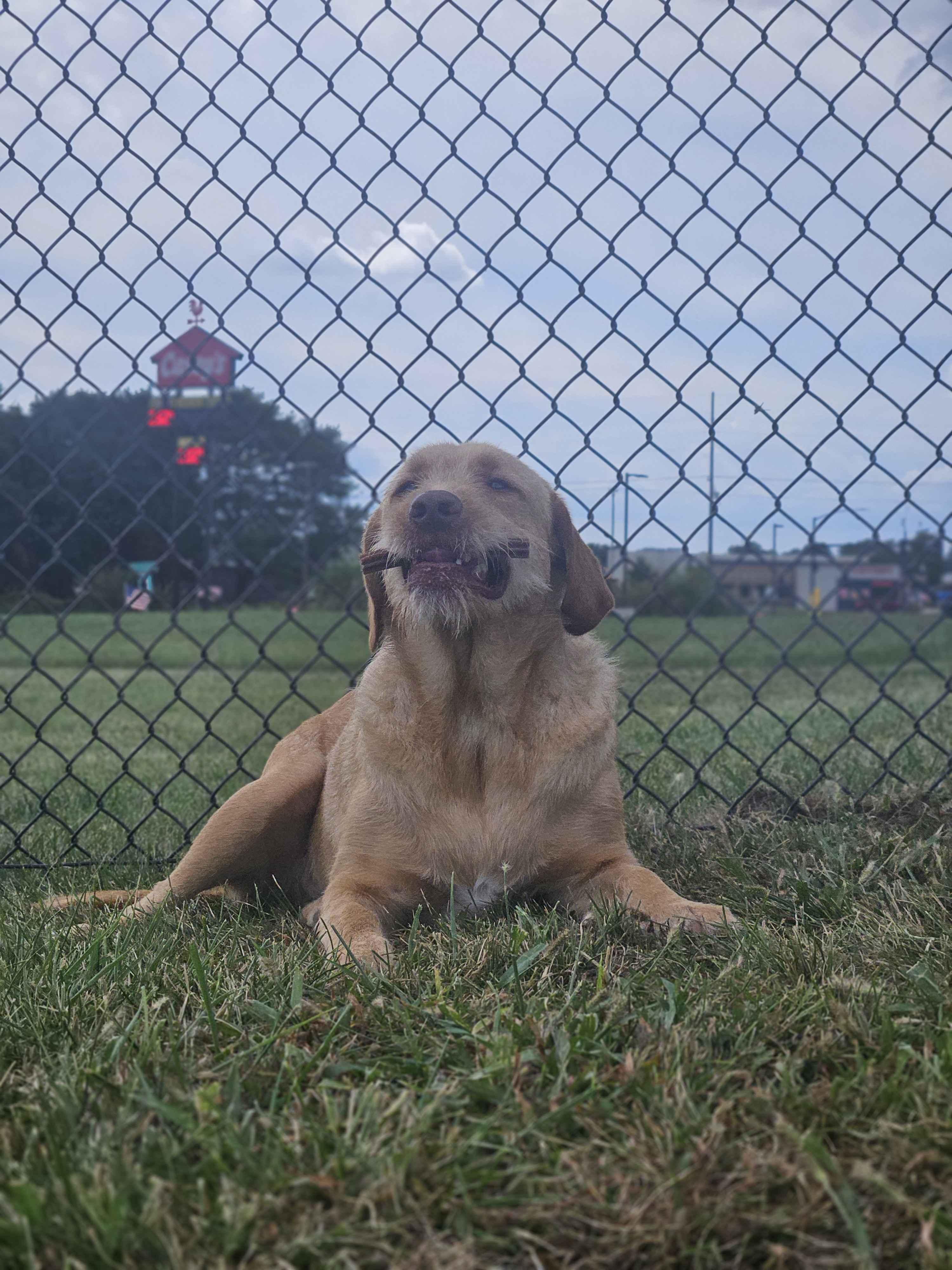 Cash, an adoptable Labradoodle in Mount Pleasant, IA, 52641 | Photo Image 1