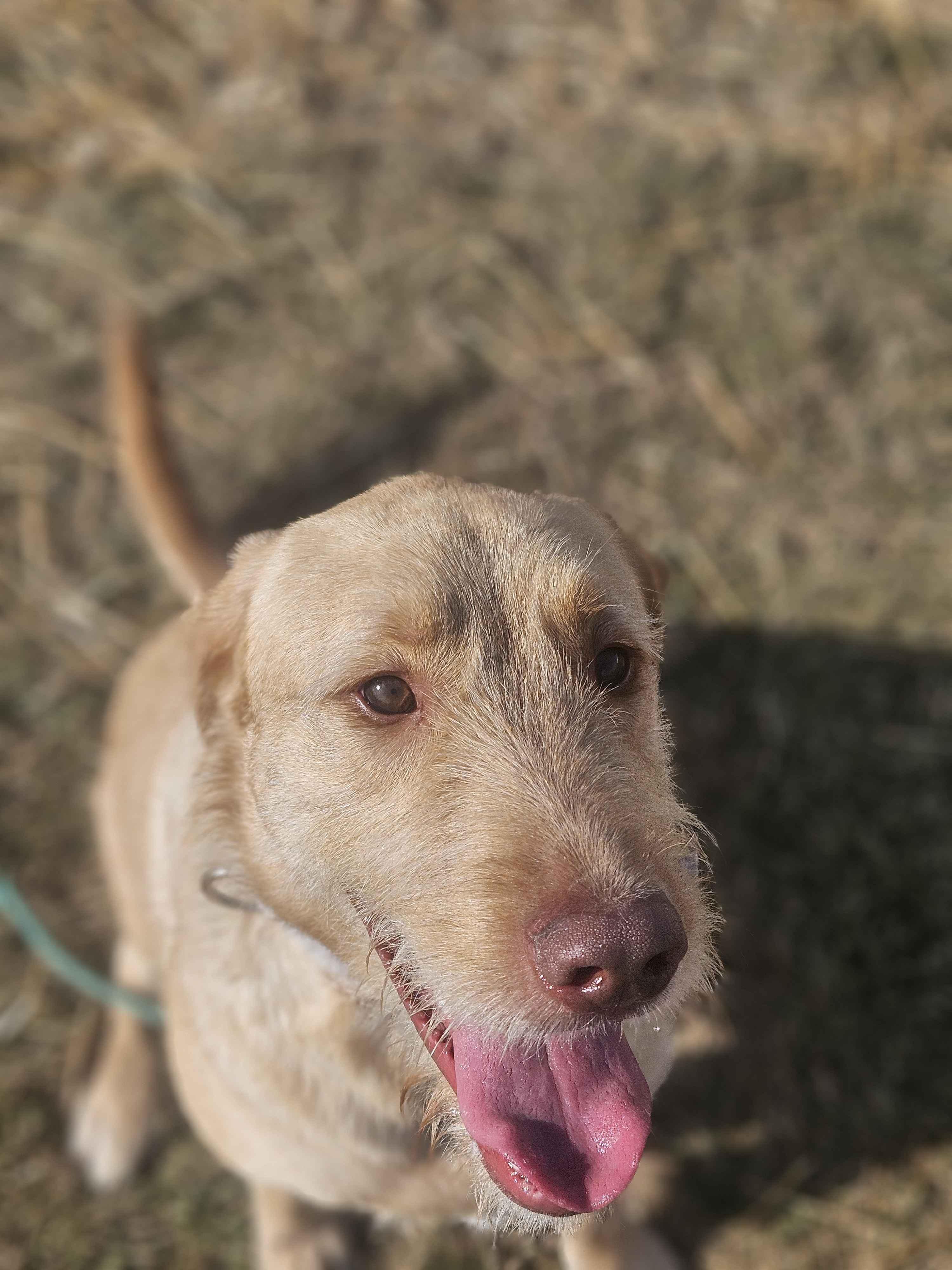 Cash, an adoptable Labradoodle in Mount Pleasant, IA, 52641 | Photo Image 2
