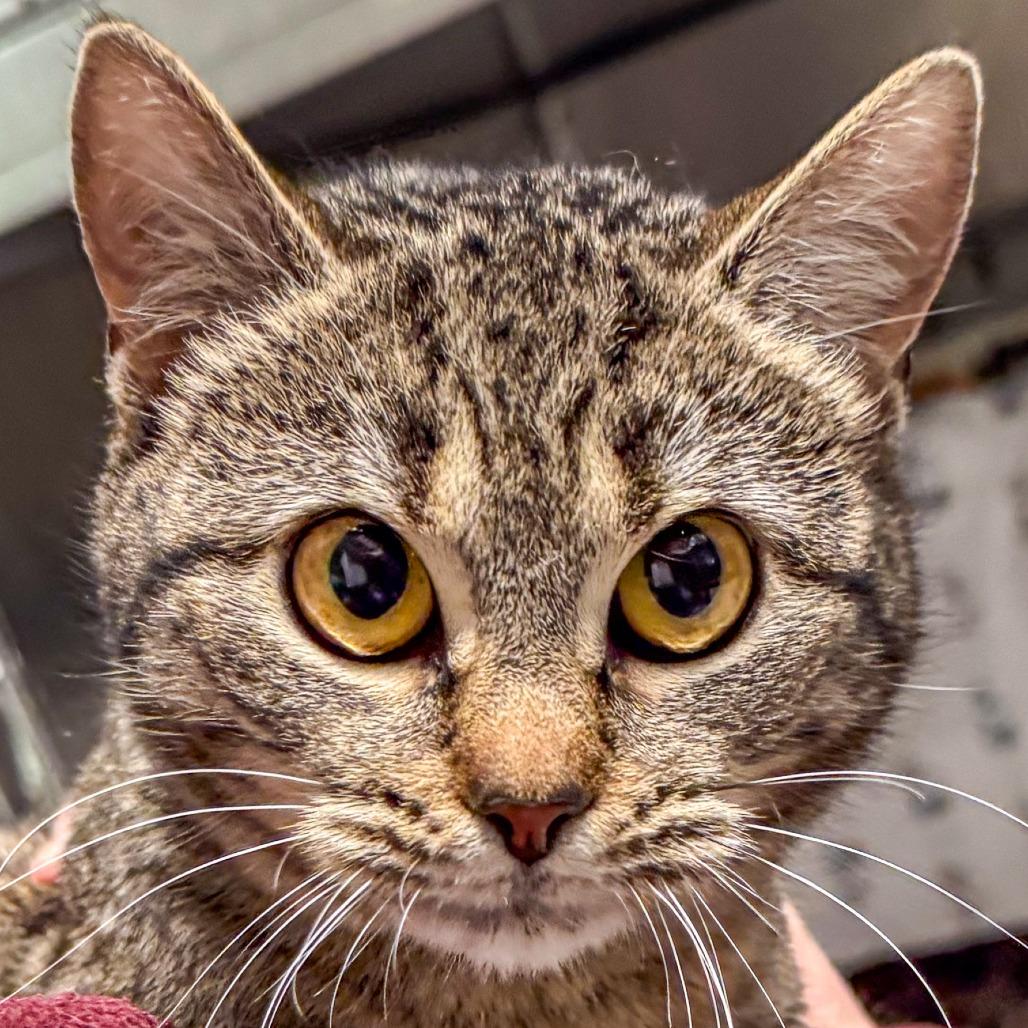 Enlarge Magnolia, a Adoptable Domestic Short Hair in Kennebunk, ME image 1/1