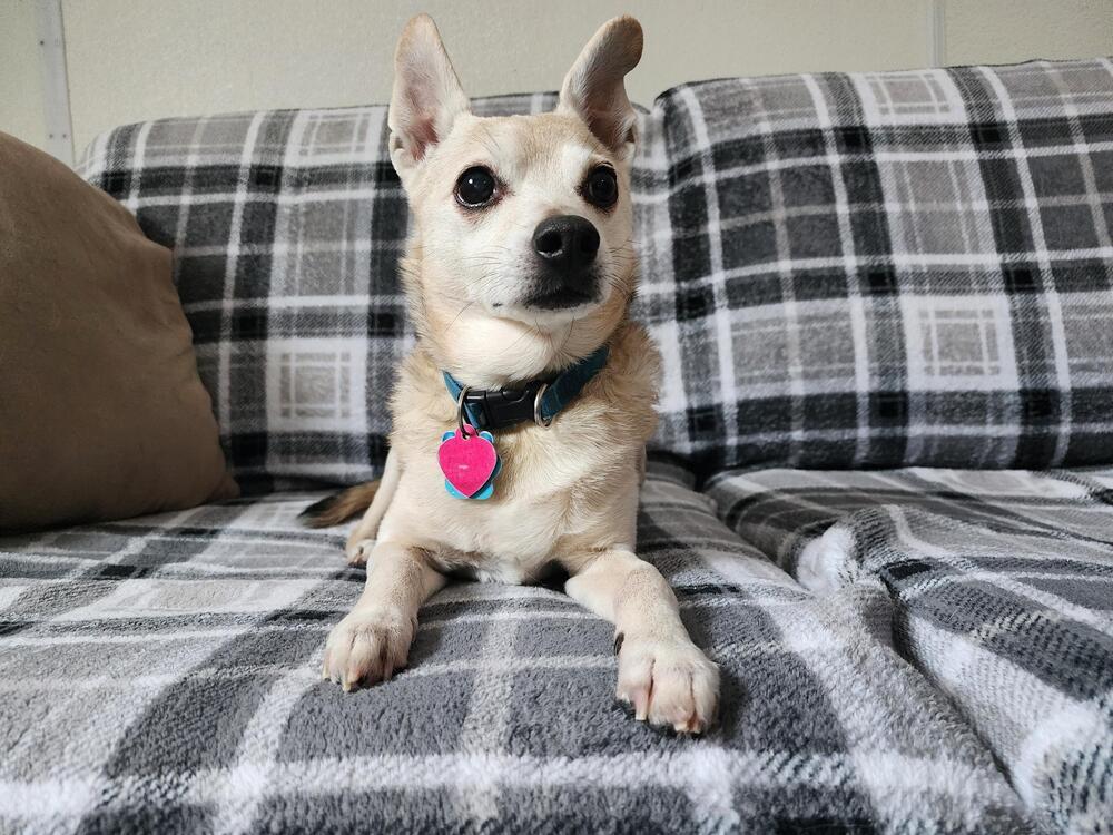 Enlarge Dodger, a Adoptable mixed breed in Trenton, ME image 1/2