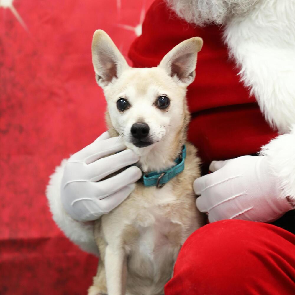 Enlarge Dodger, a Adoptable mixed breed in Trenton, ME image 2/2