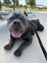 Enlarge McKinney, a Adoptable American Bulldog in Denton, TX image 2/3