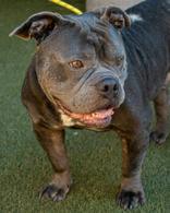 McKinney, Adoptable, Adult Male American Bulldog.