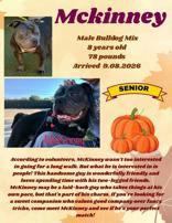 Enlarge McKinney, a Adoptable American Bulldog in Denton, TX image 3/3