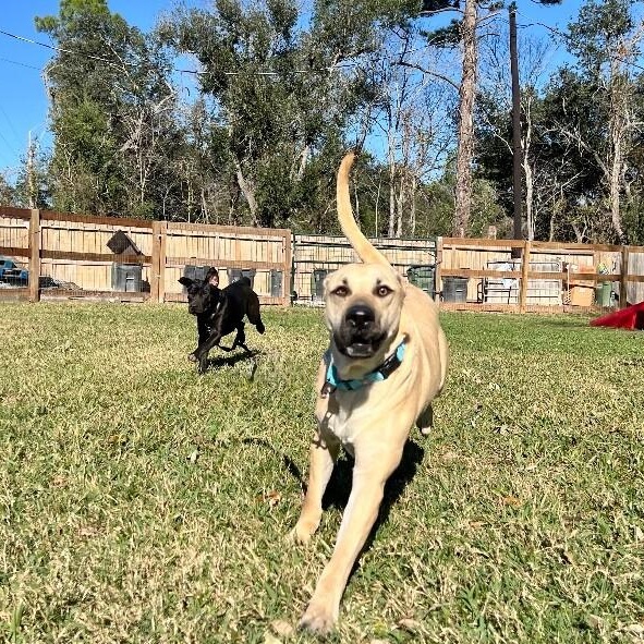 Brownie Butters the Bestest Boy — thumbnail 4