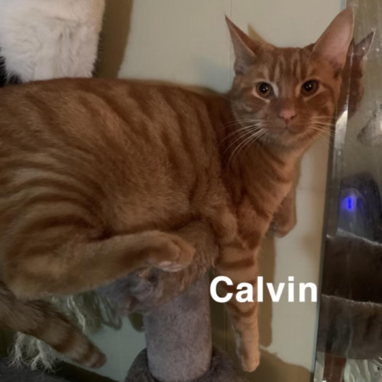 Calvin, Adoptable, Adult Male Domestic Short Hair.