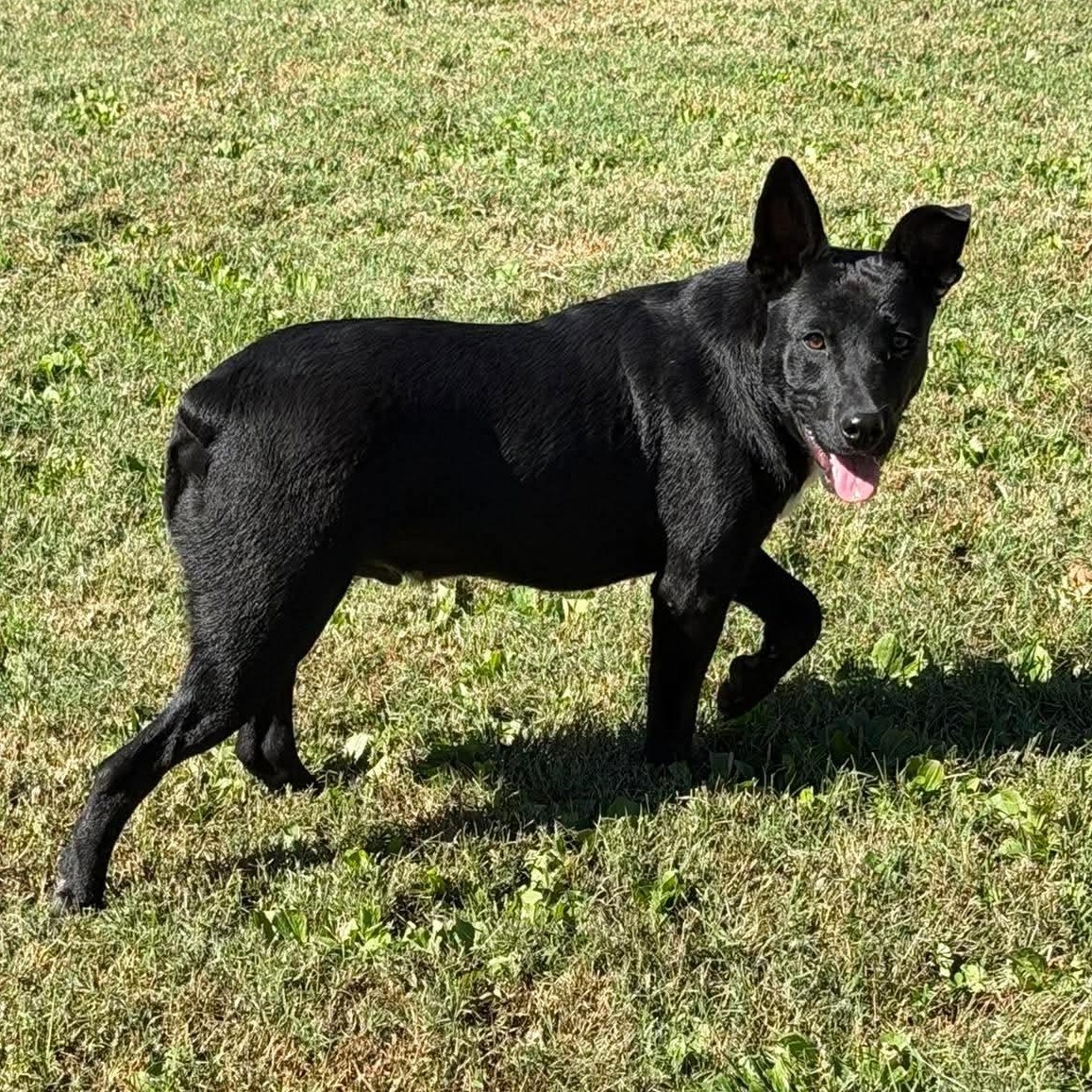 Sunny (9mo), Adoptable, Young Male Australian Cattle Dog / Blue Heeler & Black Labrador Retriever.
