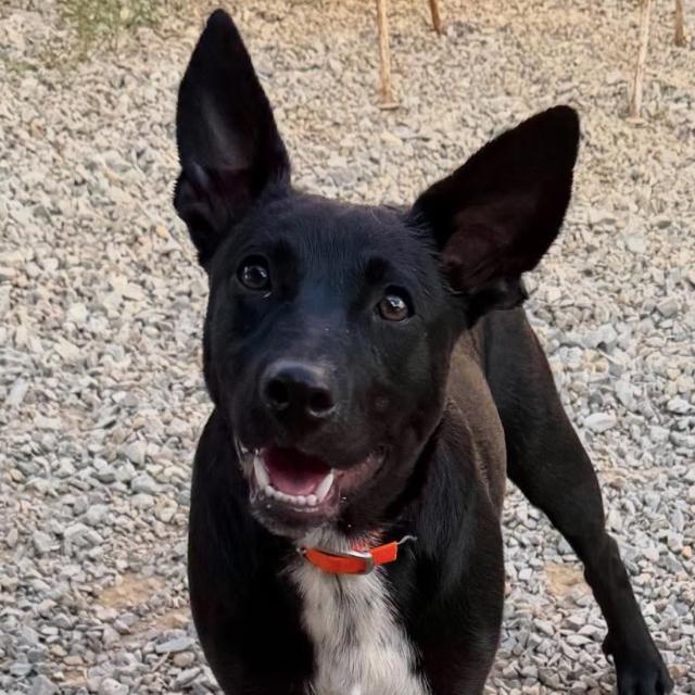 Enlarge Sunny (9mo), a Adoptable mixed breed in Nashua, NH image 3/6