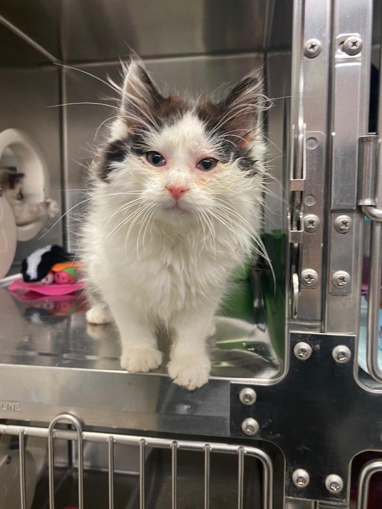 Inky, Adoptable, Kitten Male Domestic Long Hair.