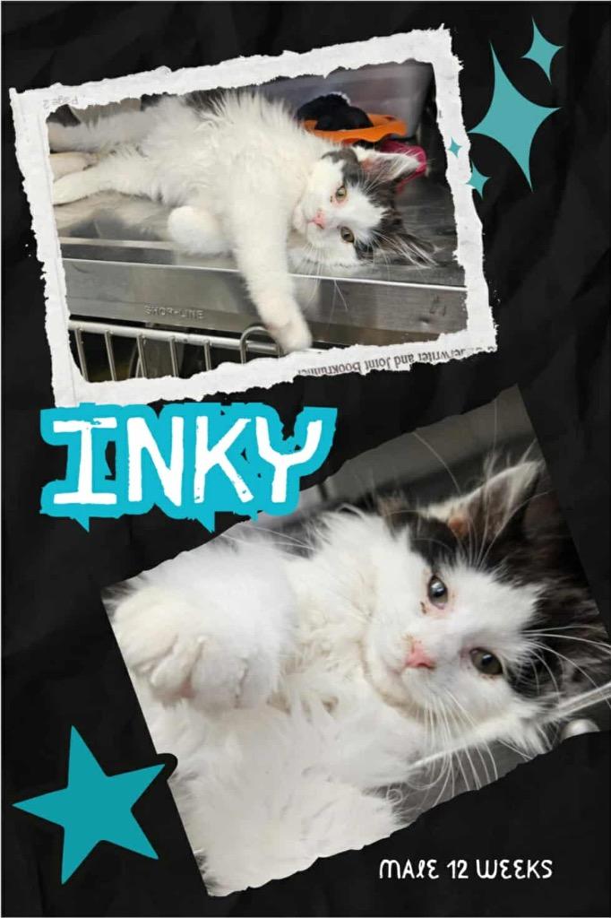 Enlarge Inky, a Adoptable mixed breed in Blountville, TN image 2/2
