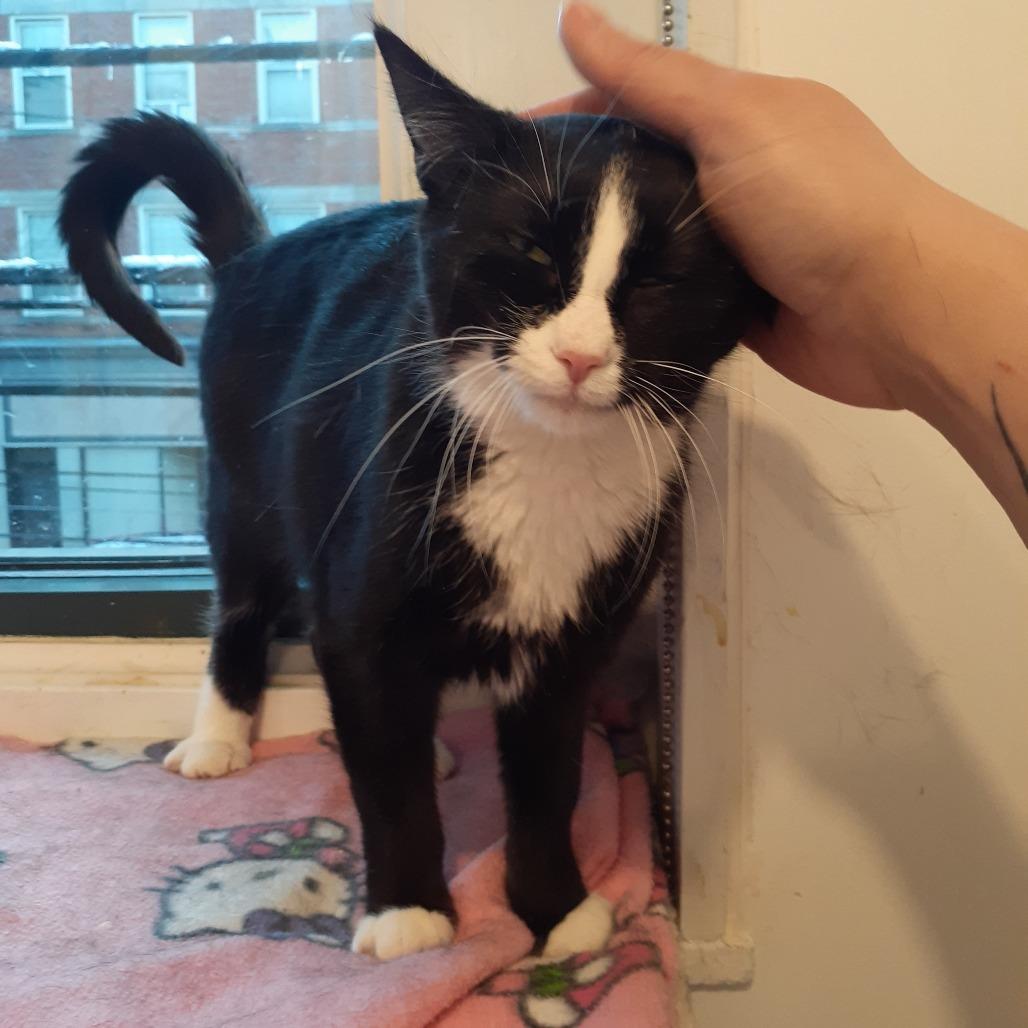 Enlarge Pippa, a Adoptable Domestic Short Hair in Pittsburgh, PA image 1/6