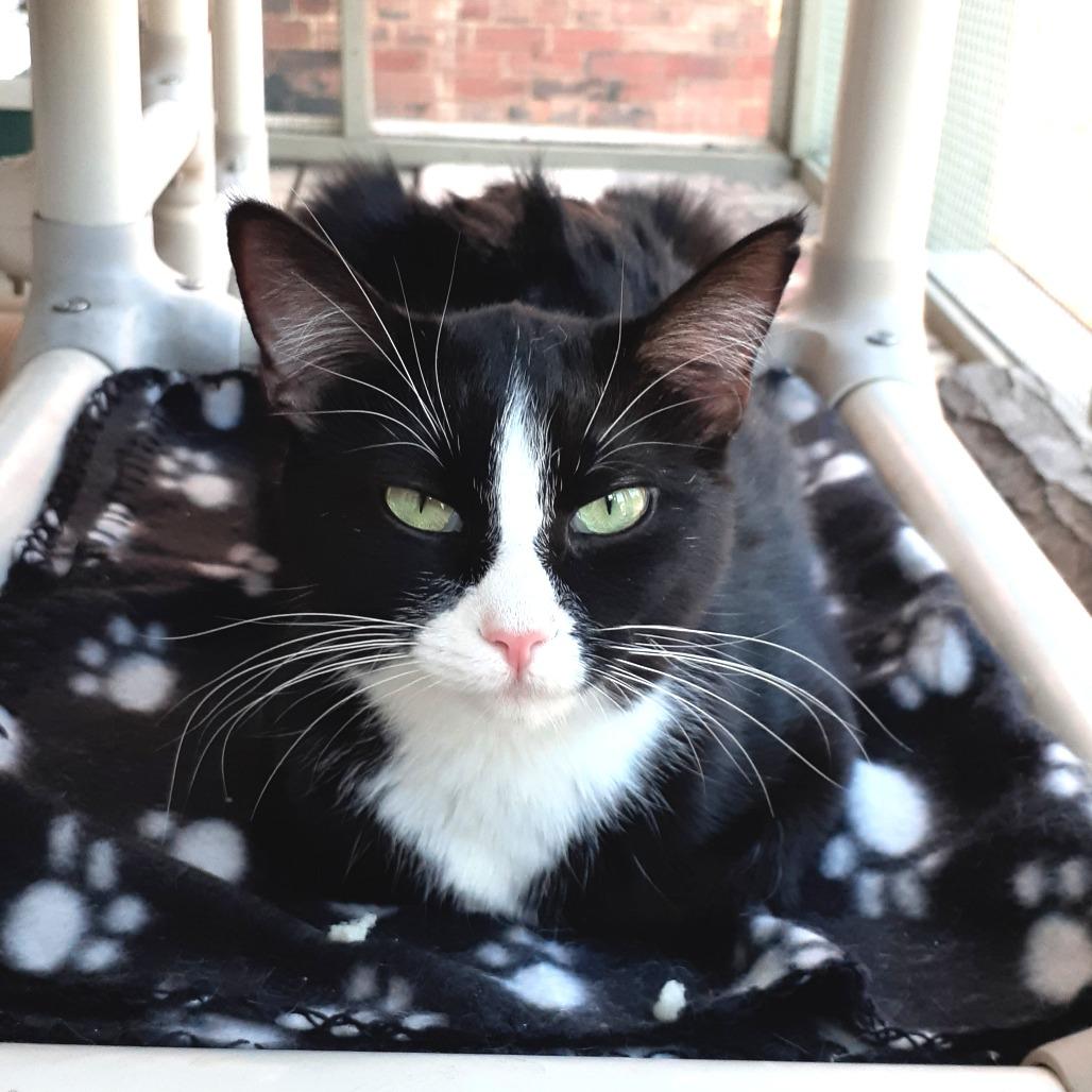 Enlarge Pippa, a Adoptable Domestic Short Hair in Pittsburgh, PA image 2/6