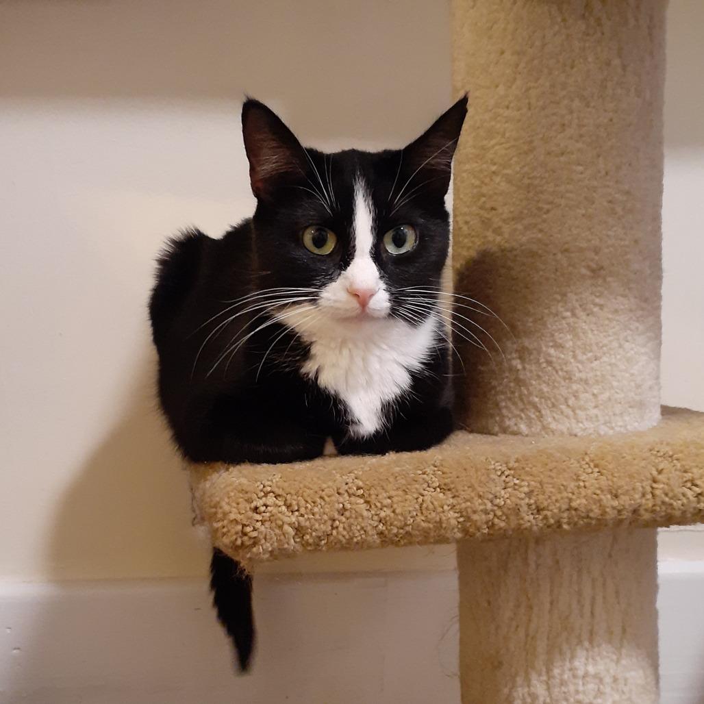 Enlarge Pippa, a Adoptable Domestic Short Hair in Pittsburgh, PA image 3/6