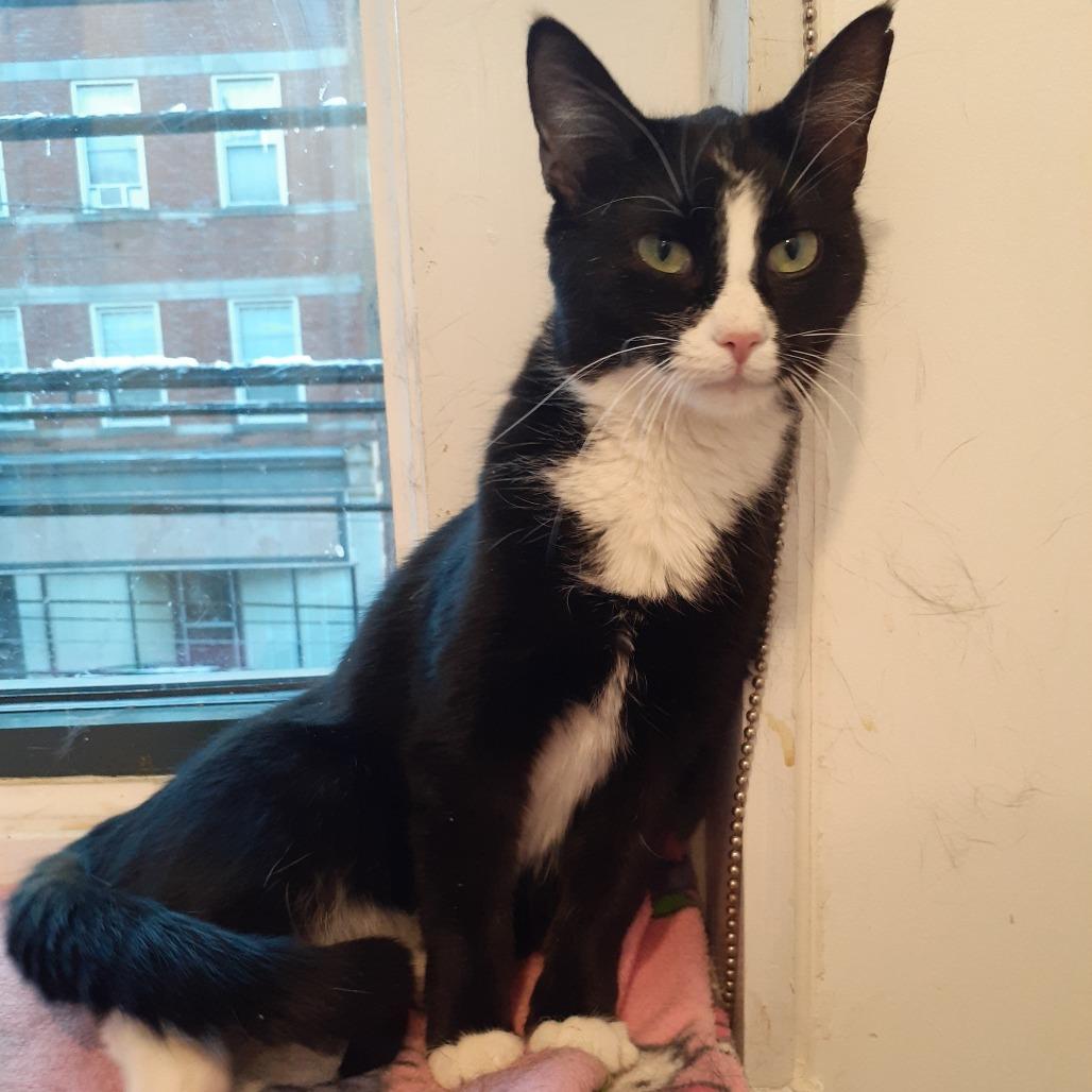 Enlarge Pippa, a Adoptable Domestic Short Hair in Pittsburgh, PA image 4/6