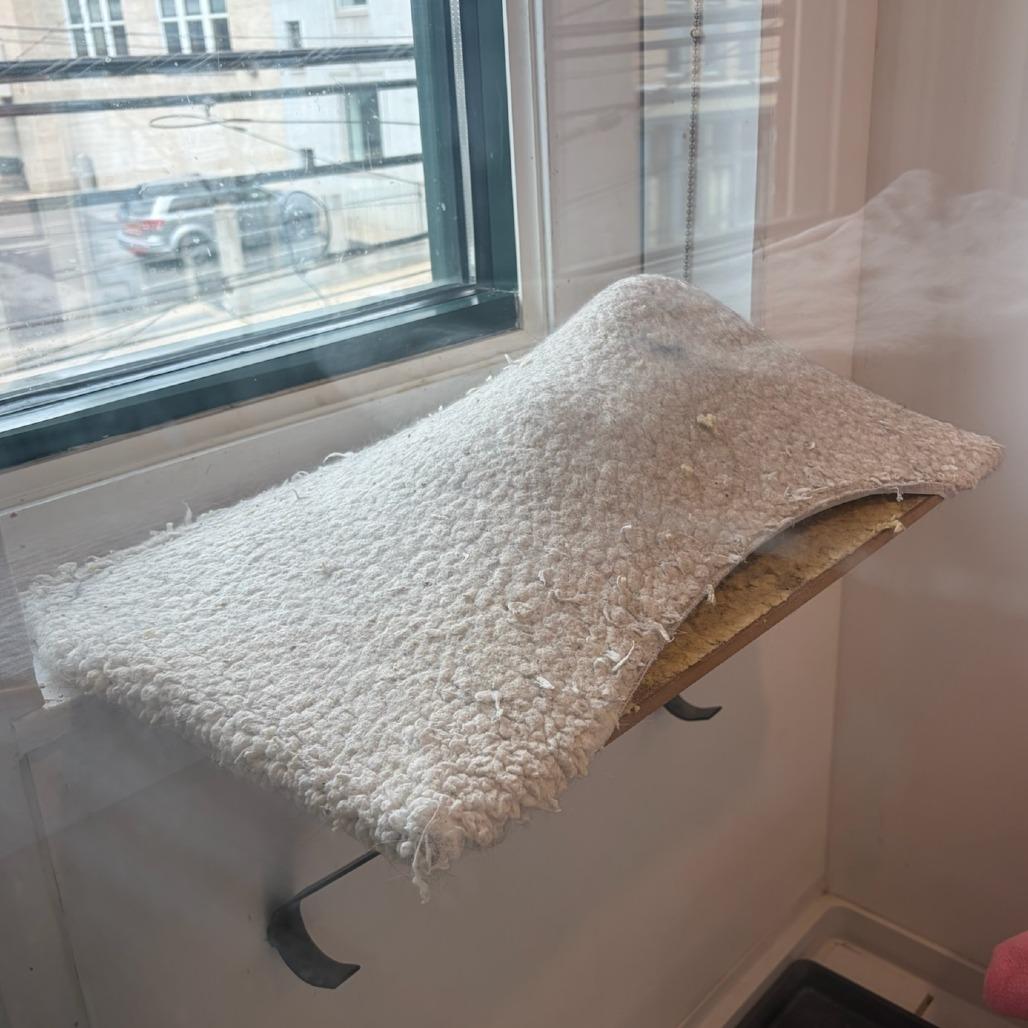 Enlarge Pippa, a Adoptable Domestic Short Hair in Pittsburgh, PA image 5/6