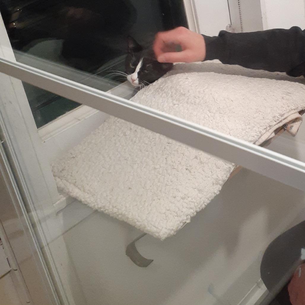 Enlarge Pippa, a Adoptable Domestic Short Hair in Pittsburgh, PA image 6/6